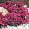 SunSparkler® Sedum Dazzleberry