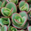 SunSparkler® Sedum Lime Zinger