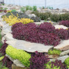 SunSparkler® Sedum 'Firecracker' in Rock Garden