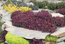 SunSparkler® Sedum 'Firecracker' in Rock Garden