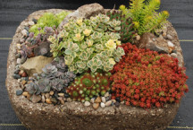 SunSparkler® Sedum 'Lime Twister' & Sedoro 'Blue Elf' drought proof groundcover Sedum